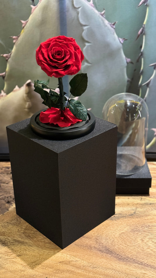 ENDLESS LOVE ROSE (Single-Stem)